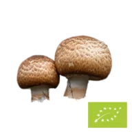 Biologisch Agaricus-poeder – bulkverpakking x 100 g â productinformatie