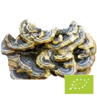 Biologische Coriolus-poeder – bulkverpakking x 100 g â productinformatie