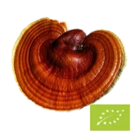 Biologische Reishi-poeder – bulkverpakking x 100 g â productinformatie
