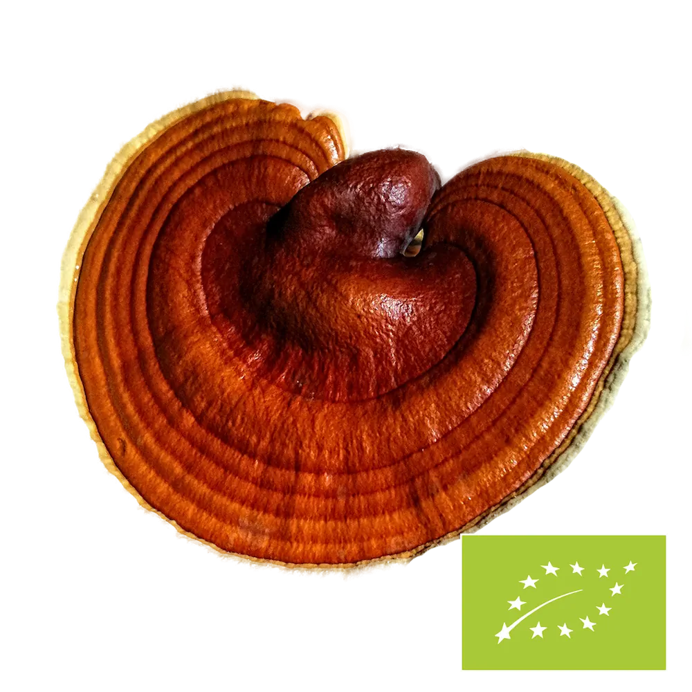 Poudre de reishi bio – Produit en vrac x 100 g – informations sur le produit