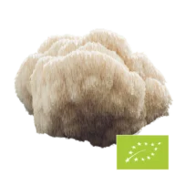 Biologisch Hericium-poeder – bulkverpakking x 100 g â productinformatie